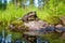 boreal toad at a serene pond edge