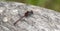 Boreal Whiteface Dragonfly Leucorrhinia borealis Perched on a Rock at a Lake in Colorado