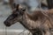 Boreal Woodland Caribou