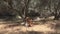 Bored Child Playing in Olive Orchard Meditative Kid Little Girl Relaxing by Tree