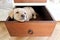 a bored dog in a drawer