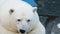 Bored face of white polar bear. Predator animal lays head on paw looks at camera