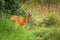 Bored female roe deer standing in tall vegetation, Slovakia, Europe.