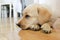 Bored Golden Retriever puppy Dog