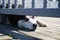 Bored Husky dog lying next to a closed grated gate