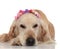 Bored labrador with flowers crown lies and looks to side