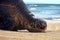 Bored & Lazy Sea Turtle resting, lounging, sunbathing on Maui sand beach