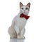 Bored metis cat with red bowtie sitting with no occupation