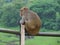 Bored Monkey Perched on a Railing