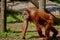 Bored pensive orangutan in the open-air zoo