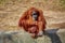 Bored pensive orangutan in the open-air zoo