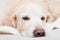 Bored sad sleeping golden retriever dog on white scandinavian style plaid