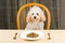 A bored and uninterested Poodle puppy with a plate of kibbles on the table