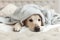 Bored young golden retriever dog warms under light gray plaid.