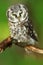 Borel owl in the forest. Small bird Boreal owl sitting on branch, Boreal owl with clear green forest background. Bird in nature ha