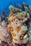 Boring sponge on brain coral