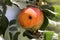 Boring trace of a codling moth Cydia pomonella in an apple