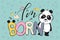 Born cool greeting card design with cute panda bear and quote