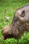 Bornean bearded pig close-up