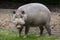 Bornean bearded pig Sus barbatus