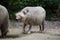 Bornean bearded pig Sus barbatus