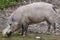 Bornean bearded pig Sus barbatus