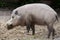 Bornean bearded pig Sus barbatus