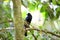 Bornean black magpie