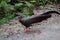 Bornean Great Argus Pheasant