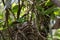 Bornean Green Magpie bird feeding food to baby bird on bird nest