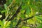 Bornean Green Magpie bird with green plumageà¸¡ red bills at Kin