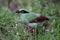 Bornean green magpie (Cissa jefferyi) in Sabah, Borneo