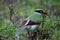 Bornean green magpie (Cissa jefferyi) in Sabah, Borneo