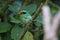 Bornean green magpie (Cissa jefferyi) in Sabah, Borneo