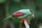 Bornean green magpie (Cissa jefferyi) in Sabah, Borneo