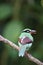 Bornean green magpie (Cissa jefferyi) in Sabah, Borneo