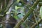 Bornean green magpie (Cissa jefferyi) in Sabah, Borneo