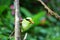 The Bornean green magpie is a passerine bird in the crow family, Corvidae..