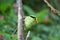 The Bornean green magpie is a passerine bird in the crow family, Corvidae..