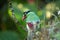 The Bornean green magpie is a passerine bird in the crow family, Corvidae..