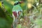 The Bornean green magpie is a passerine bird in the crow family, Corvidae..