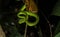 Bornean keeled green pit viper Tropidolaemus subannulatus at night in Sepilok forest In Sabah, Malaysia.