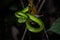 Bornean keeled green pit viper Tropidolaemus subannulatus at night in Sepilok forest In Sabah, Malaysia.