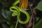 Bornean keeled green pit viper Tropidolaemus subannulatus at night in Sepilok forest In Sabah, Malaysia.