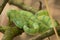 Bornean keeled green pit viper (Tropidolaemus subannulatus) snake, Bako National Park, Sarawak, Borneo