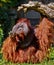 Bornean Orang utan