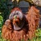 Bornean Orang utan