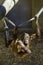 Bornean Orangutam hanging from a rope