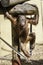 Bornean Orangutam infant / Child walking on a rope