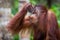 Bornean orangutan baby drinkers